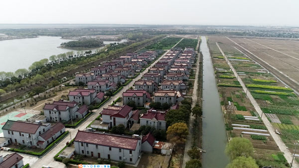 上海崇明：从“敢问沧海要沃土”到盛开的“海上花岛”